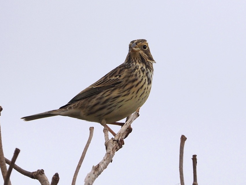 Strillozzo (Emberiza calandra)